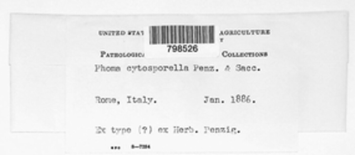 Diaporthe cytosporella image